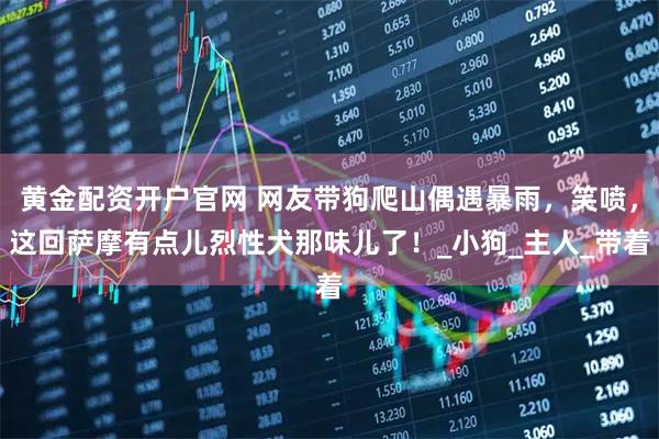 黄金配资开户官网 网友带狗爬山偶遇暴雨,笑喷,这回萨摩有点儿烈性犬那味儿了!_小狗_主人_带着